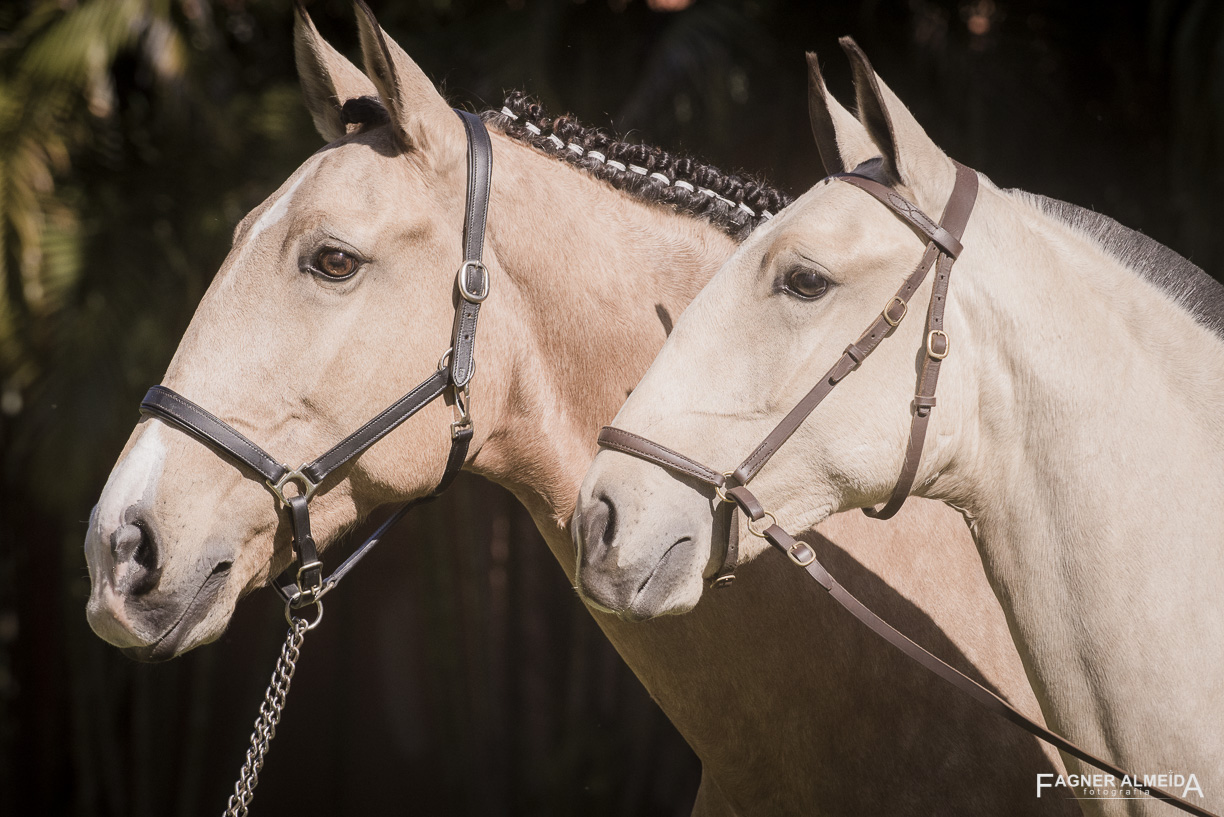 Oblata Interagro, buckskin Lusitano filly for sale at 18th Interagro Yearlings Auction (August 31st, 2019)