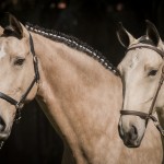 Oblata Interagro, buckskin Lusitano filly for sale at 18th Interagro Yearlings Auction (August 31st, 2019)