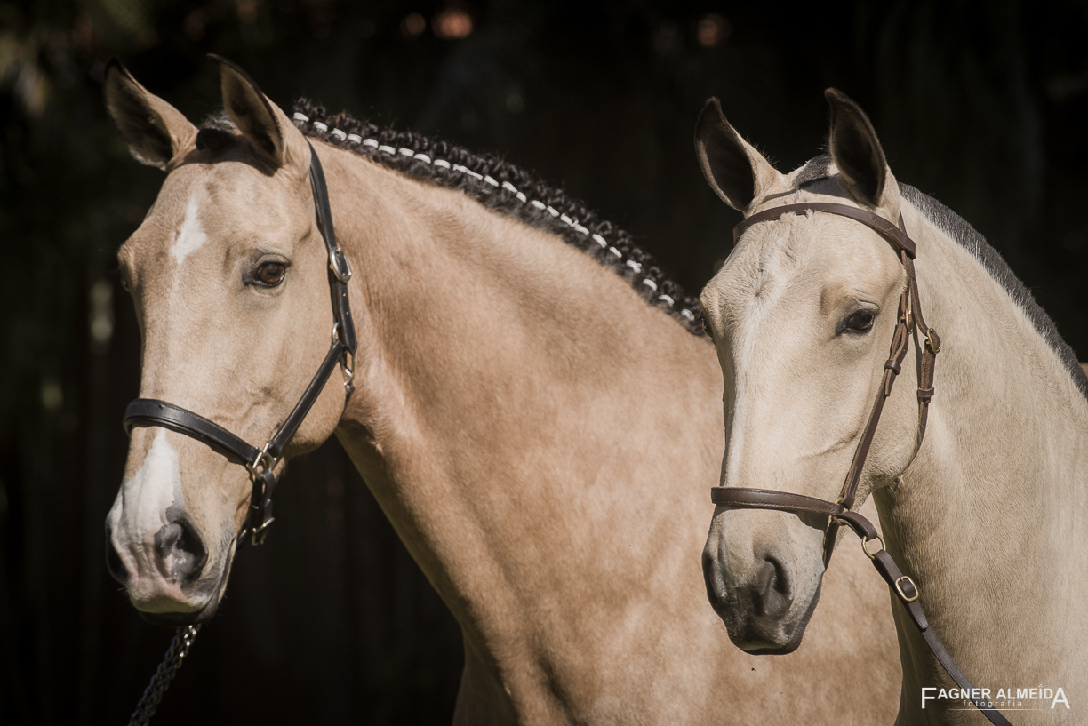 Oblata Interagro, buckskin Lusitano filly for sale at 18th Interagro Yearlings Auction (August 31st, 2019)