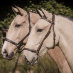 Oblata Interagro, buckskin Lusitano filly for sale at 18th Interagro Yearlings Auction (August 31st, 2019)