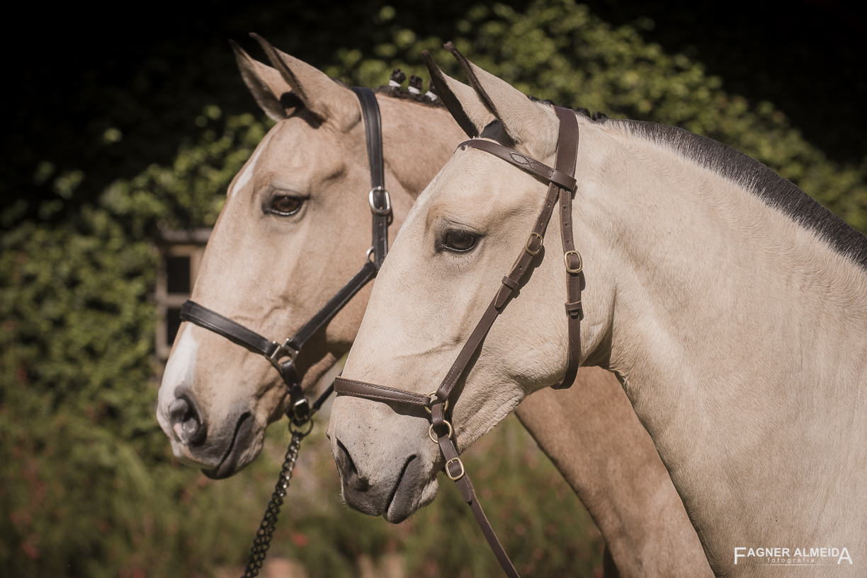 Oblata Interagro, buckskin Lusitano filly for sale at 18th Interagro Yearlings Auction (August 31st, 2019)