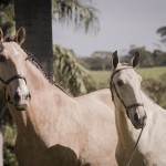 Oblata Interagro, buckskin Lusitano filly for sale at 18th Interagro Yearlings Auction (August 31st, 2019)