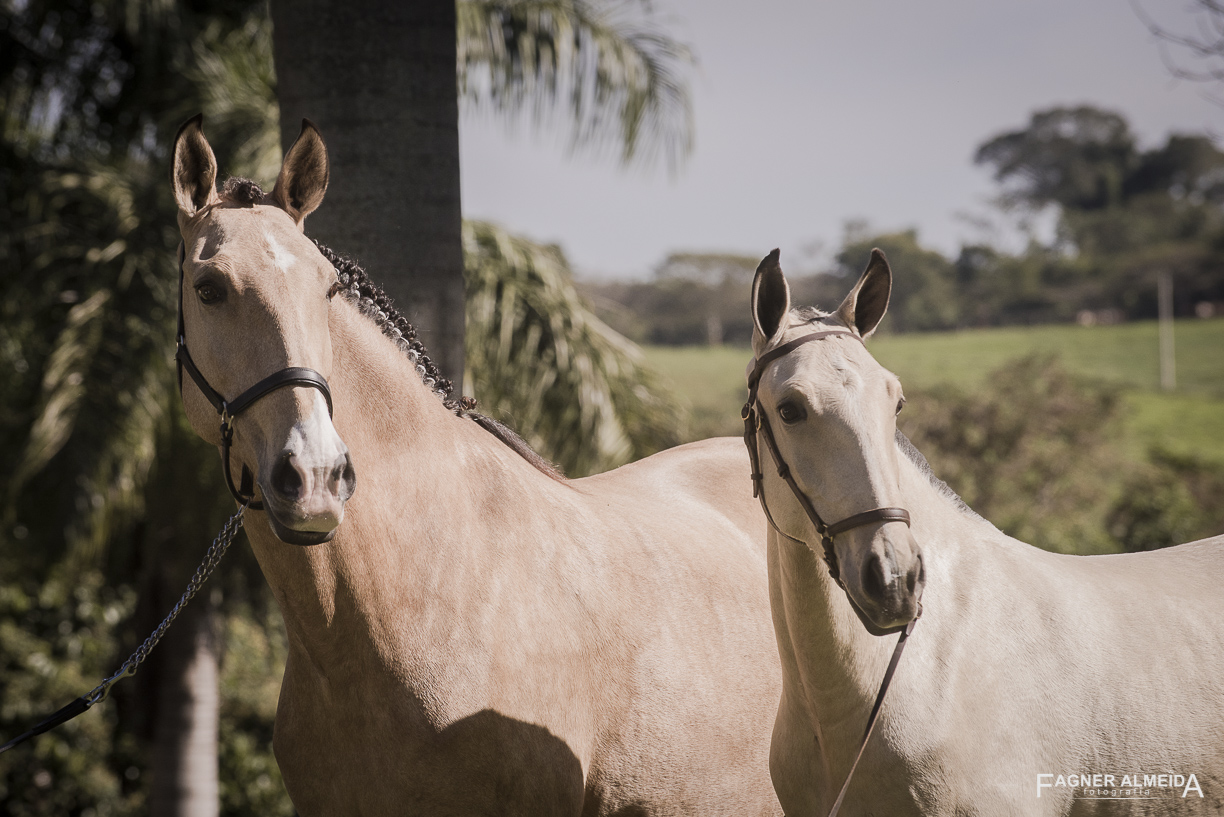 Oblata Interagro, buckskin Lusitano filly for sale at 18th Interagro Yearlings Auction (August 31st, 2019)