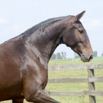 Lucila Interagro/Martina Brandes