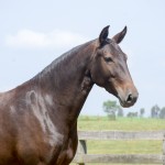 Lucila Interagro/Martina Brandes