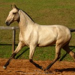 Oblata Interagro, buckskin Lusitano filly for sale at 18th Interagro Yearlings Auction (August 31st, 2019)