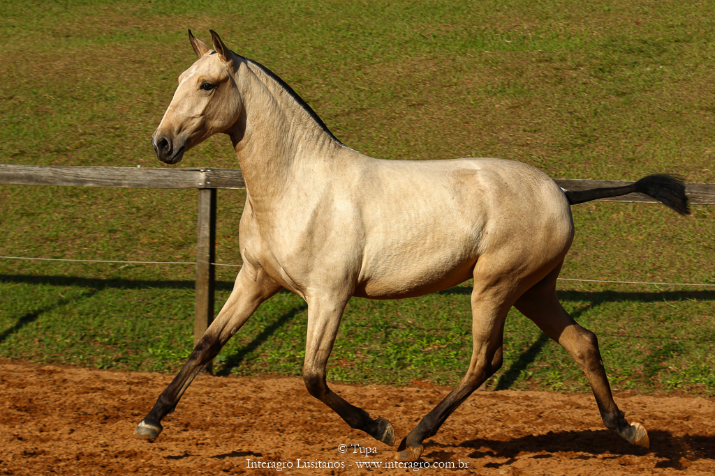 Oblata Interagro, buckskin Lusitano filly for sale at 18th Interagro Yearlings Auction (August 31st, 2019)