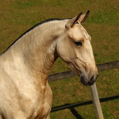Oblata Interagro, buckskin Lusitano filly for sale at 18th Interagro Yearlings Auction (August 31st, 2019)