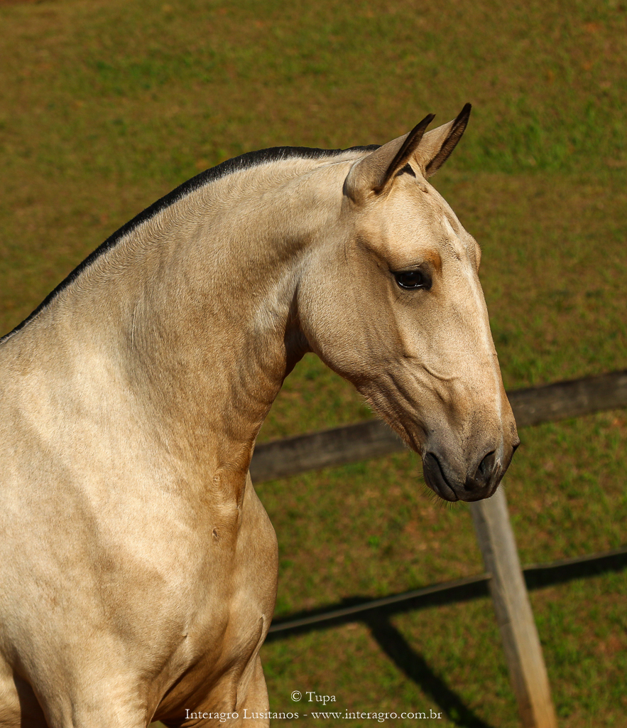 Oblata Interagro, buckskin Lusitano filly for sale at 18th Interagro Yearlings Auction (August 31st, 2019)