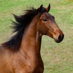 Odisseus II Interagro, bay lusitano colt for sale at the 18th Interagro Yearlings Auction (August 31st, 2019) in Itapira, SP, Brazil