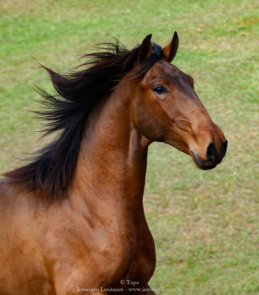 Odisseus II Interagro, bay lusitano colt for sale at the 18th Interagro Yearlings Auction (August 31st, 2019) in Itapira, SP, Brazil