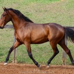 Odisseus II Interagro, bay lusitano colt for sale at the 18th Interagro Yearlings Auction (August 31st, 2019) in Itapira, SP, Brazil