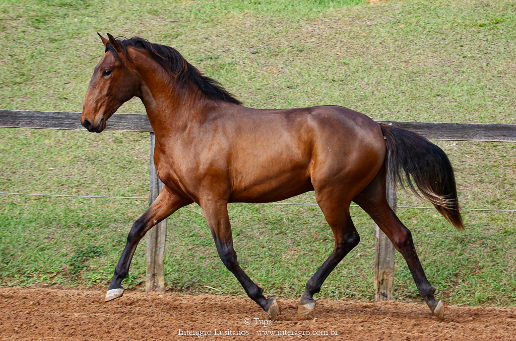 Odisseus II Interagro, bay lusitano colt for sale at the 18th Interagro Yearlings Auction (August 31st, 2019) in Itapira, SP, Brazil