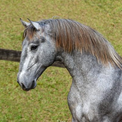Odoacer Interagro, Lusitano colt for sale at the 18th Interagro Yearlings Auction (August 31, 2019)