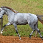 Odoacer Interagro, Lusitano colt for sale at the 18th Interagro Yearlings Auction (August 31, 2019)