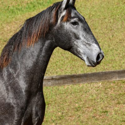 Oliver Interagro, Lusitano colt for sale at the 18th Interagro Yearlings Auction (August 31, 2019)