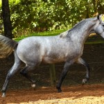 Opus Interagro, grey Lusitano colt for sale at the 18th Interagro Yearlings Auction (Aug 31,2019)