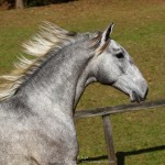 Opus Interagro, grey Lusitano colt for sale at the 18th Interagro Yearlings Auction (Aug 31,2019)