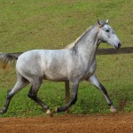Opus Interagro, grey Lusitano colt for sale at the 18th Interagro Yearlings Auction (Aug 31,2019)