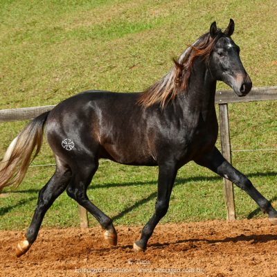 Orage Interagro, Lusitano colt for sale at the 18th Interagro Yearlings Auction (August 31st, 2019)