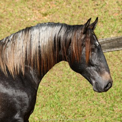 Orage Interagro, Lusitano colt for sale at the 18th Interagro Yearlings Auction (August 31st, 2019)