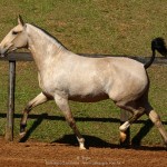 Organa Interagro, buckskin Lusitano filly for sale at the 18th Interagro Yearlings Auction (August 31st, 2019)