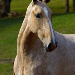 Organa Interagro, buckskin Lusitano filly for sale at the 18th Interagro Yearlings Auction (August 31st, 2019)