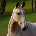 Organa Interagro, buckskin Lusitano filly for sale at the 18th Interagro Yearlings Auction (August 31st, 2019)