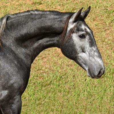 Otomano Interagro, grey Lusitano colt for sale at the 18th Interagro Yearlings Auction (August 31st, 2019)