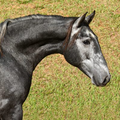 Otomano Interagro, grey Lusitano colt for sale at the 18th Interagro Yearlings Auction (August 31st, 2019)