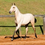 Oblata Interagro, buckskin Lusitano filly for sale at 18th Interagro Yearlings Auction (August 31st, 2019
