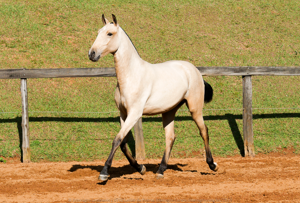 Oblata Interagro, buckskin Lusitano filly for sale at 18th Interagro Yearlings Auction (August 31st, 2019