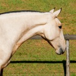 Oblata Interagro, buckskin Lusitano filly for sale at 18th Interagro Yearlings Auction (August 31st, 2019