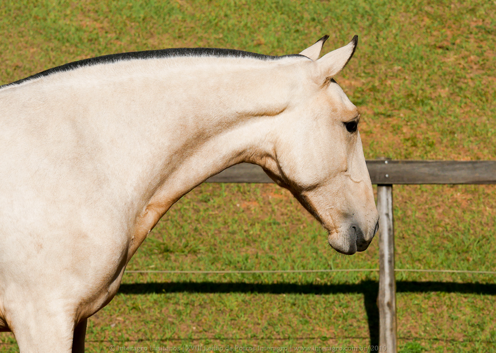 Oblata Interagro, buckskin Lusitano filly for sale at 18th Interagro Yearlings Auction (August 31st, 2019