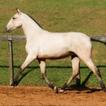 Oblata Interagro, buckskin Lusitano filly for sale at 18th Interagro Yearlings Auction (August 31st, 2019