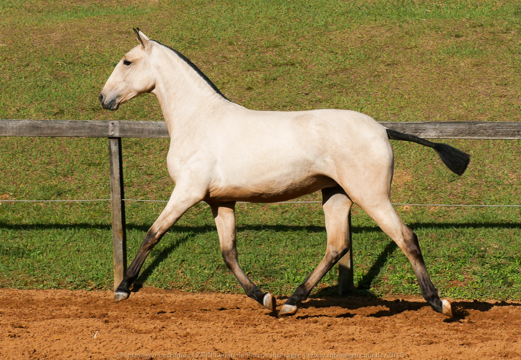 Oblata Interagro, buckskin Lusitano filly for sale at 18th Interagro Yearlings Auction (August 31st, 2019