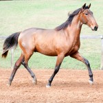 Odisseus II Interagro, bay lusitano colt for sale