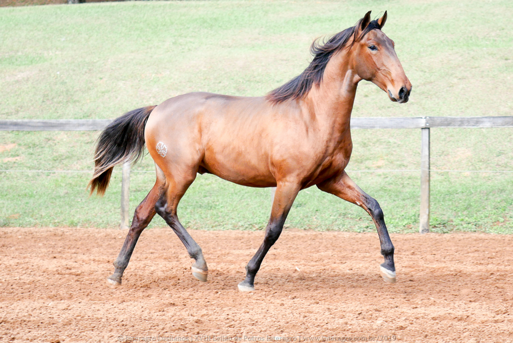Odisseus II Interagro, bay lusitano colt for sale