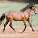 Odisseus II Interagro, bay lusitano colt for sale
