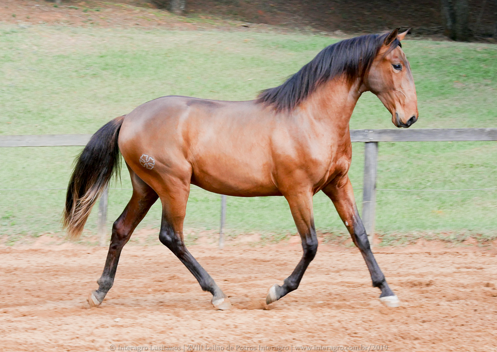 Odisseus II Interagro, bay lusitano colt for sale