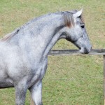 Odoacer Interagro, Lusitano colt for sale at the 18th Interagro Yearlings Auction (August 31, 2019)
