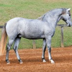 Odoacer Interagro, Lusitano colt for sale at the 18th Interagro Yearlings Auction (August 31, 2019)