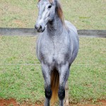 Odoacer Interagro, Lusitano colt for sale at the 18th Interagro Yearlings Auction (August 31, 2019)