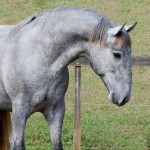 Odoacer Interagro, Lusitano colt for sale at the 18th Interagro Yearlings Auction (August 31, 2019)