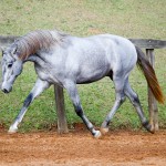 Odoacer Interagro, Lusitano colt for sale at the 18th Interagro Yearlings Auction (August 31, 2019)