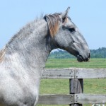 Odoacer Interagro, Lusitano colt for sale at 18th Interagro Yearlings Auction (August 31, 2019)