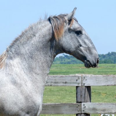 Odoacer Interagro, Lusitano colt for sale at 18th Interagro Yearlings Auction (August 31, 2019)