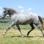 Odoacer Interagro, Lusitano colt for sale at 18th Interagro Yearlings Auction (August 31, 2019)
