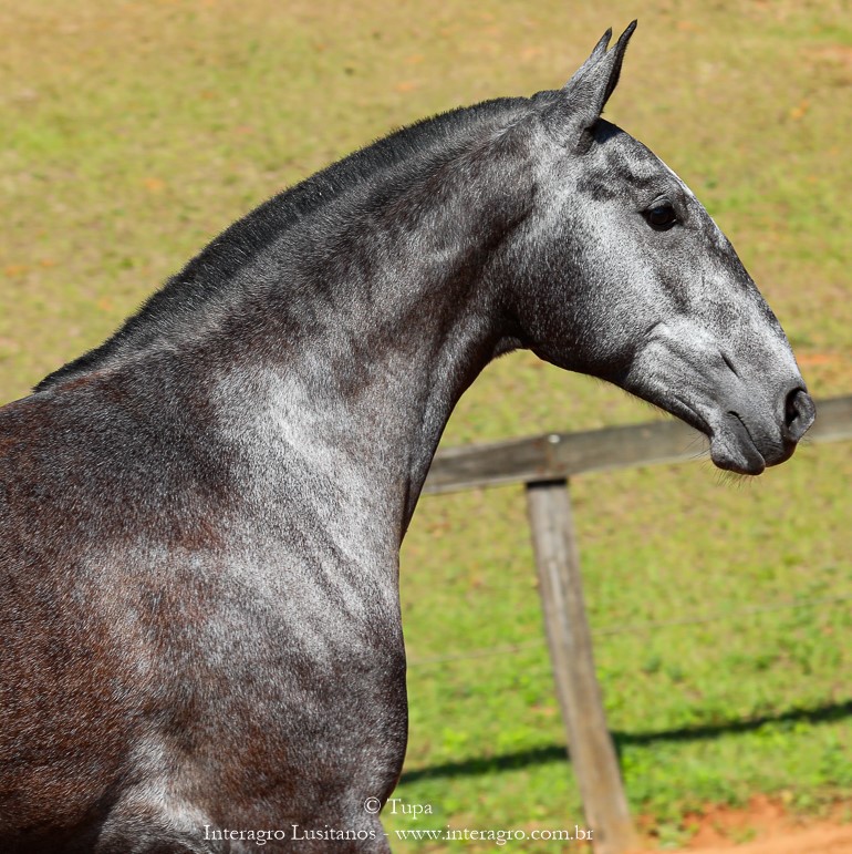 Opípara Interagro, grey lusitano filly for sale at the 18th Interagro Yearlings Auction (August 31st, 2019)