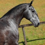Opípara Interagro, grey lusitano filly for sale at the 18th Interagro Yearlings Auction (August 31st, 2019)